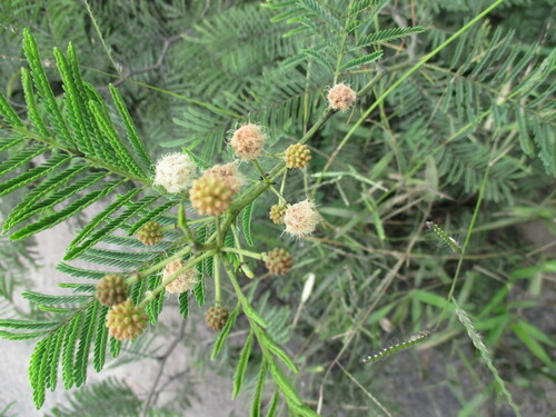 Image of Vachellia arenaria by no rights reserved