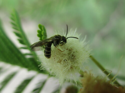 Image of Vachellia arenaria by no rights reserved