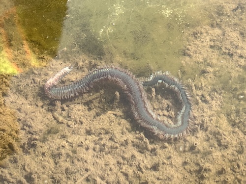 iNaturalist observation photo of Ragworms and Allies