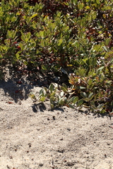 Arctostaphylos pumila