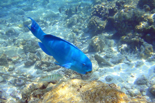 Captain Parrotfish — seen at this dive site