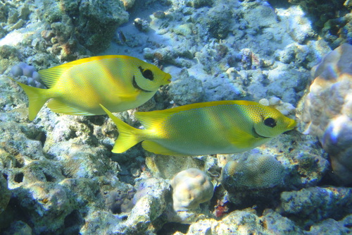 Coral Rabbitfish (Siganus corallinus)