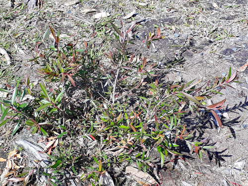 Leptospermum morrisonii, photograph 6