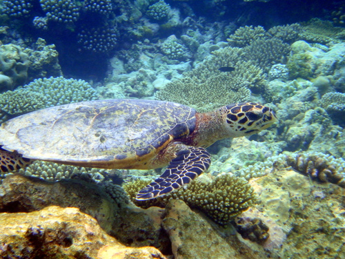 Hawksbill Sea Turtle — seen at this dive site