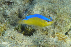 Surge Damselfish photo 4