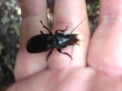 Plocamostethus planiusculus