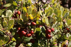 Arctostaphylos pumila