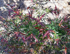 Leptospermum morrisonii