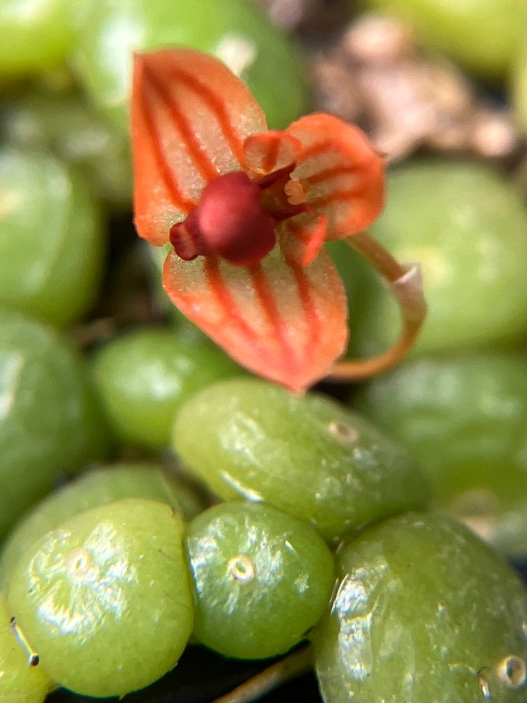 Bulbophyllum moniliforme (Bulbophyllum moniliforme)