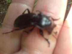 Plocamostethus planiusculus