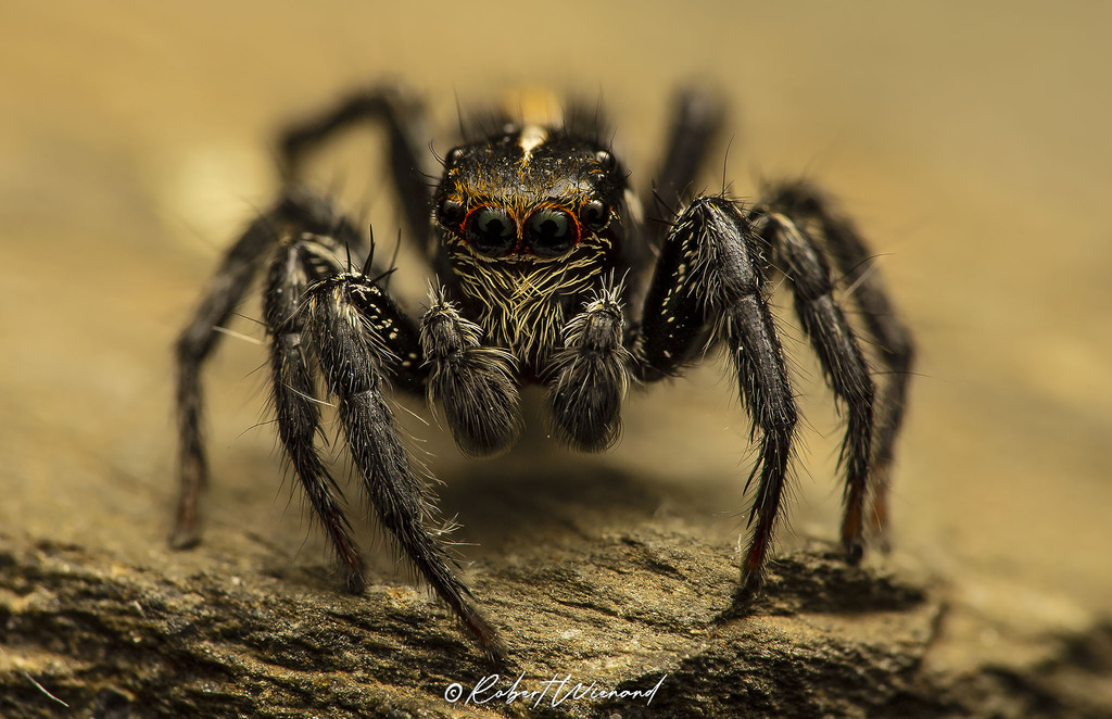 Plexippus lutescens