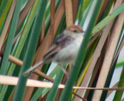 Cisticola tinniens