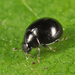Micro Lady Beetle - Photo (c) Tom Murray, some rights reserved (CC BY-NC), uploaded by Tom Murray