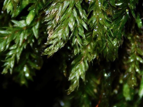 Horn Calcareous Moss