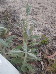 Senecio glomeratus