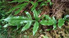 Tectaria harlandii