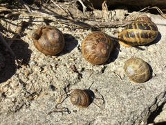 Cornu aspersum