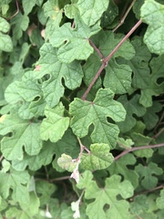 Vitis ficifolia