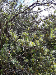 Callistachys lanceolata