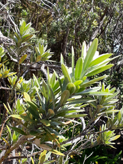 Callistachys lanceolata