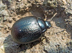 Chrysolina vernalis
