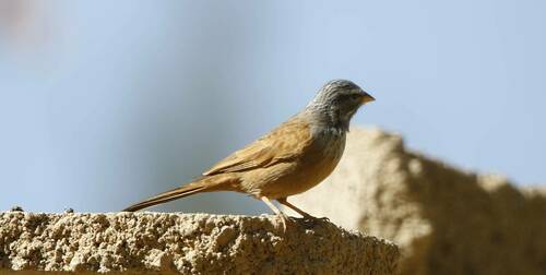 Escribano sahariano (Emberiza sahari)