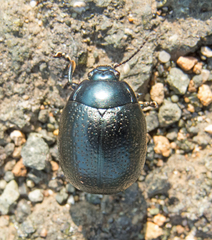 Chrysolina vernalis
