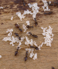 Technomyrmex jocosus