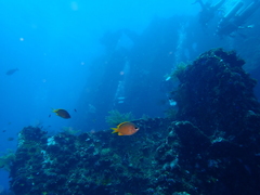 Chromis analis