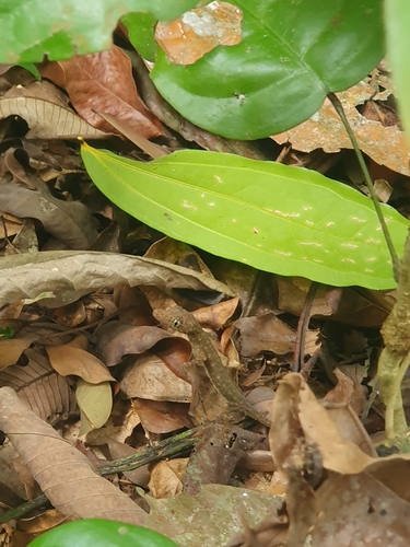 Slender Forest Gecko