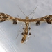 Geina periscelidactylus - Photo (c) Ilona L, alguns direitos reservados (CC BY-NC-SA)