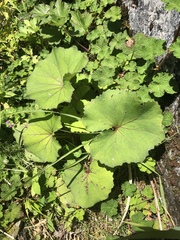 Petasites formosanus