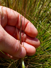 Austrostipa stipoides