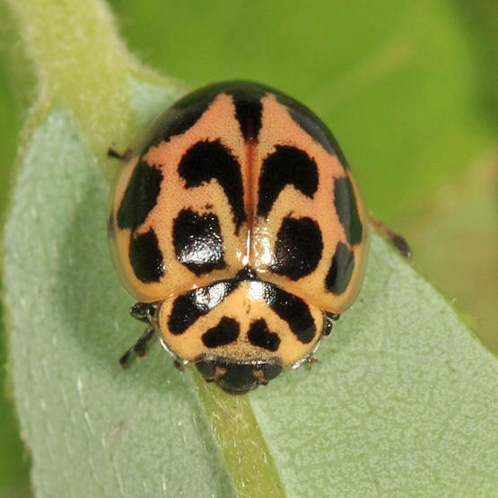 Neoharmonia