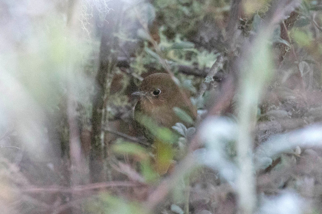 Perija Antpitta photo