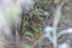 Perija Antpitta photo 1