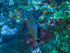 Canthigaster papua