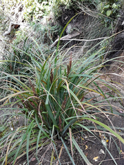 Carex ventosa