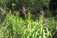 Cordyline stricta