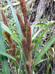 Carex ventosa