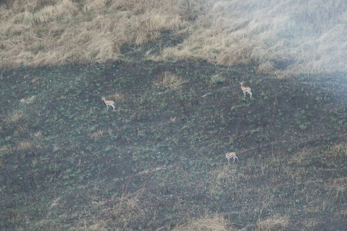 Mongalla Gazelle