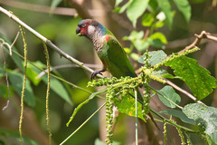 Perija Parakeet photo 3