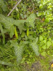 Arum italicum italicum
