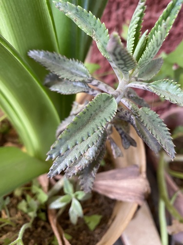 Aranto (Kalanchoe daigremontiana)