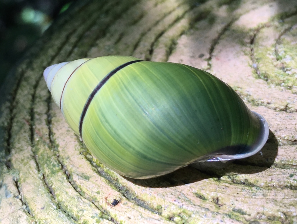 Amphidromus qiongensis