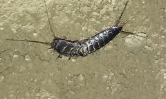 Allacrotelsa spinulata