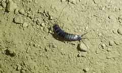 Allacrotelsa spinulata