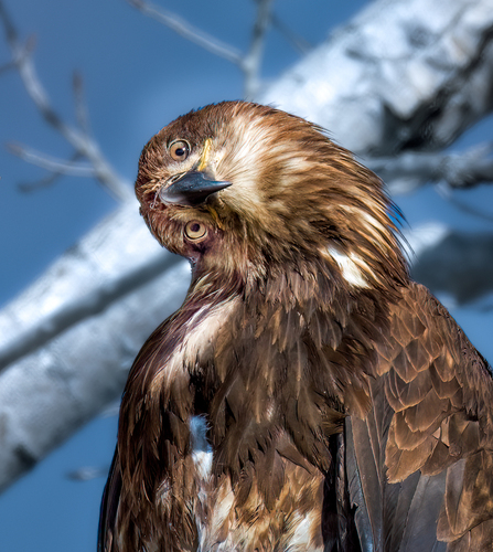 Bald Eagle photographed in Colorado