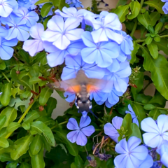 Macroglossum stellatarum