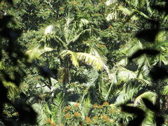 Archontophoenix cunninghamiana